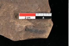 Foto (Detailansicht) von Xylomites arbuti serrae Ettingshausen (NHMW-GEO-2024-0188-0066b)